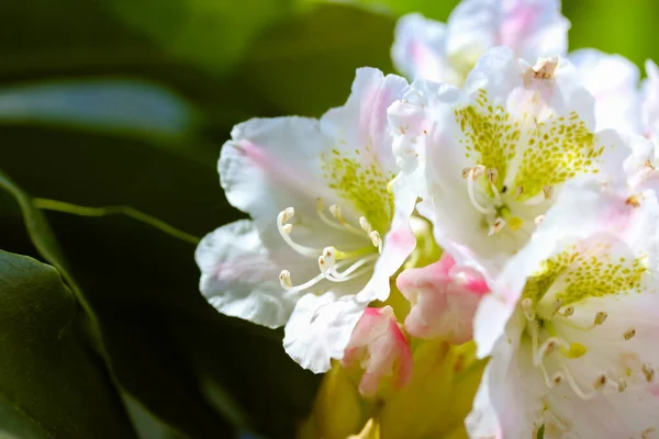 White Azalea Flowers Green Leaves Summer Day Beautiful Blooming Rhododendron — Stock Photo, Image