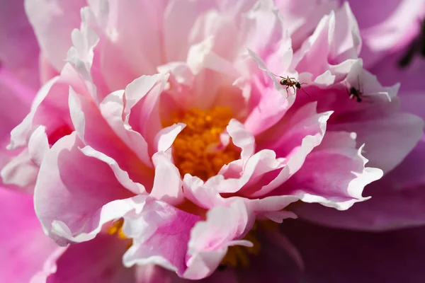 Obrovský Růžový Obyčejný Pivoňkový Poupě Lat Paeonia Mravenci Plazící Okvětních — Stock fotografie