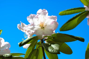 Yeşil yapraklı beyaz güzel açelya çiçeği yaz günü açık mavi gökyüzüne karşı. Lanet olası Rododendron çalıları. Bahar bahçesindeki çiçek. Çiçek duvar kağıdı. Heather ailesi, Ericaceae. 
