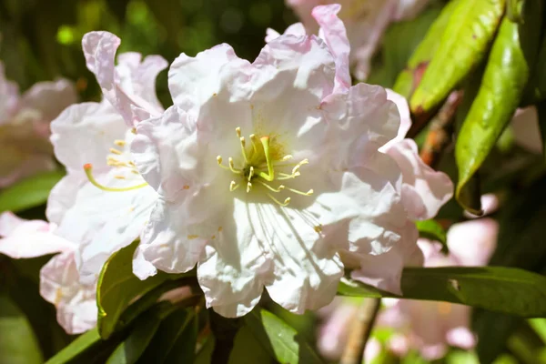 White Pink Yellow Bicolor Azalea Flowers Green Leaves Summer Beautiful — Stock Photo, Image