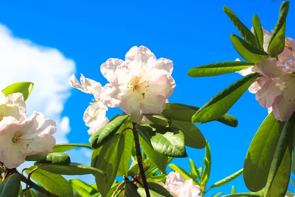 White Beautiful Azalea Flower Green Leaves Blue Clear Sky Summer — Stock Photo, Image