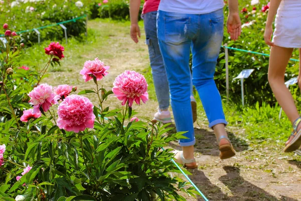 Gente Passeggia Parco Con Peonie Rosa Piena Fioritura Una Soleggiata — Foto Stock