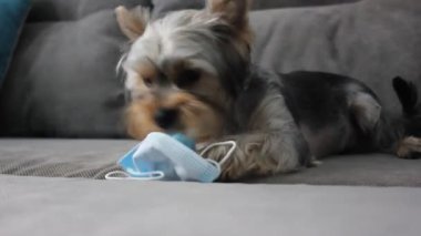 Komik şirin bir Yorkshire Terrier köpeği mavi bir tıbbi maske çiğniyor. Salgın.