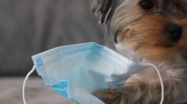 Komik bir Yorkshire Terrier köpeği mavi bir tıbbi maskeyi çiğniyor. Salgını sonlandır.