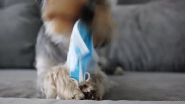 Komik bir Yorkshire Terrier köpeği mavi bir tıbbi maskeyi çiğniyor. Salgını sonlandır.