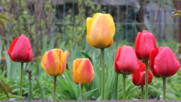 Red, yellow, orange Dutch tulips on long green stems sway in a wind on a spring gloomy day. Beautiful floral landscape. Beautiful bulb flowers in the garden. Keukenhof Tulip Park in the Netherlands. — Stock Video