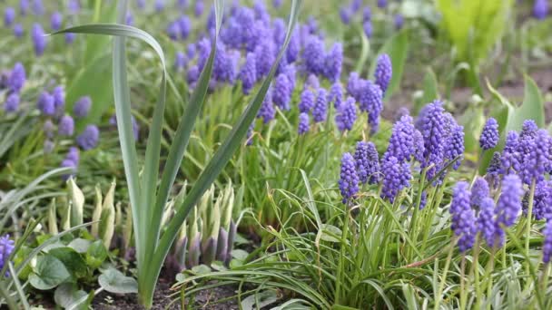 Blå Muscari hyacinter vinkar i en vind i en vårträdgård. Ett blommigt landskap. — Stockvideo