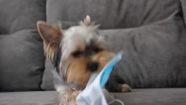 A funny Yorkshire Terrier puppy dog chews on a blue medical mask. End pandemic. — Stock Video