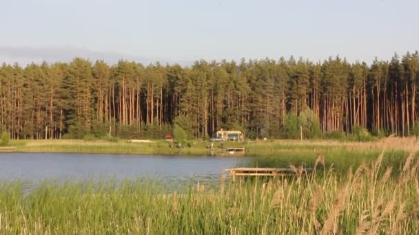 Řeka Jezero Rybník Břehu Borového Lesa Krásná Přírodní Krajina Slunečného — Stock video