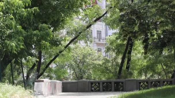 Parque Ciudad Con Árboles Verdes Altos Soleada Mañana Verano Día — Vídeo de stock