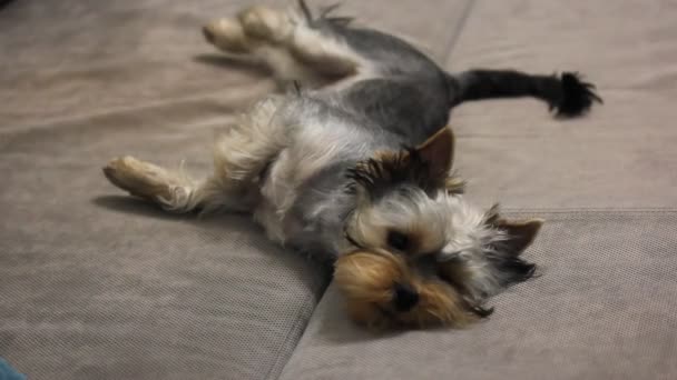 Triste Petit Chien Yorkshire Terrier Trouve Sur Canapé Gris Regarde — Video