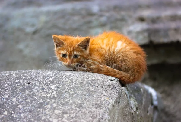 在街上游荡无家可归的红色黄色小猫 胆小的毛茸茸的小胖胖的生姜猫咪 灰色的混凝土背景上忧郁的样子 流浪动物 动物日 可爱的宠物 猫的主题概念 — 图库照片