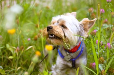 Küçük komik bir Yorkshire teriyeri yaz mevsiminde çiçek açan bir çayırda çimenleri çiğniyor. Sarı ve pembe çiçeklerin arasında doğal bir manzara üzerinde komik tüylü köpek yavrusu. Şirin köpek. Güzel hayvan, köpek.