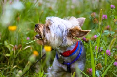 Küçük komik bir Yorkshire teriyeri yaz mevsiminde çiçek açan bir çayırda çimenleri çiğniyor. Sarı ve pembe çiçeklerin arasında doğal bir manzara üzerinde komik tüylü köpek yavrusu. Şirin köpek. Güzel hayvan, köpek.