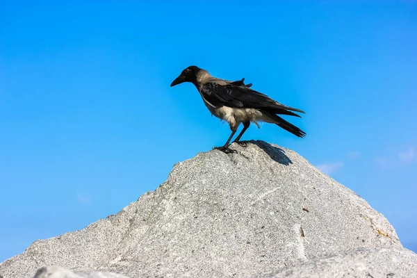 A single adult grey Hooded crow sits on top of a grey granite triangular stone against a blue sky. A large black and grey bird with a big beak on the rocks at summer day. Wild animal