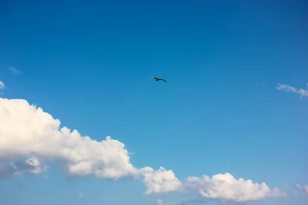 Ciel Bleu Avec Pittoresques Nuages Blancs Bouclés Une Silhouette Oiseau — Photo