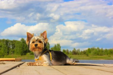 Küçük bir Yorkshire Terrier köpeği, güneşli bir yaz gününde nehrin kıyısındaki ahşap bir köprüde bulutlu mavi bir gökyüzüne karşı uzanıyor. Doğada güzel bir evcil hayvanla tatil yapmak. Köpek teması. Şirin pofuduk köpek..