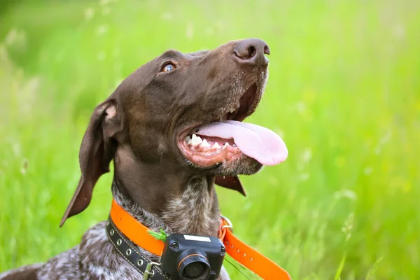 Drathaar dog with tongue out on a green meadow at summer day. Concentrated anxious gun dog face. A German hound. A large breed of hunting dog with electric collar for controlling, training. A friend.