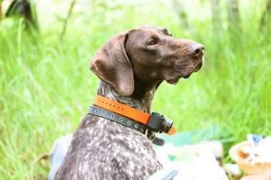 Elektrik şoku tasmalı güzel Drathaar köpeği yaz günü yeşil bir çayırda antrenman yapıyor. Bir Alman köpeği mesafeye bakar. Büyük bir av köpeğinin portresi.. 