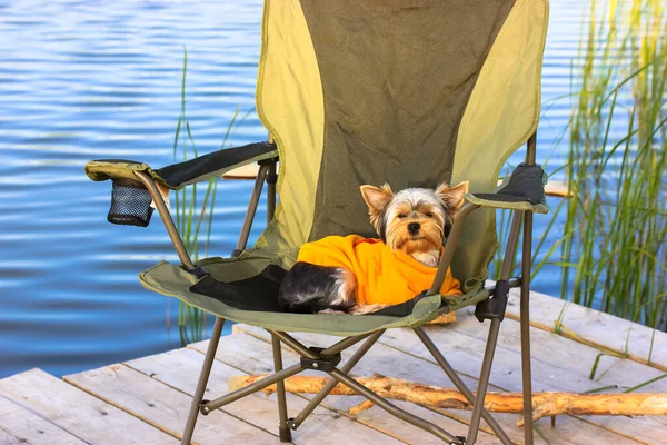 一只约克郡的小畸形狗躺在河边一座木桥上的折叠椅上 一只穿着黄色运动衫的小狗在湖边休息 平静地喝水 文娱活动概念 — 图库照片