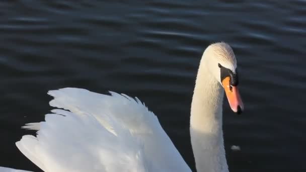 Hermoso Cisne Blanco Nadando Pacíficamente Agua Azul Río Lago Estanque — Vídeo de stock