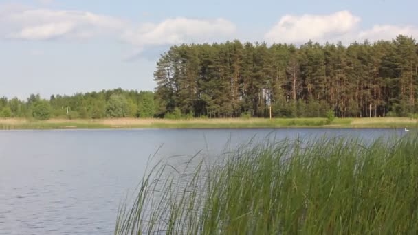 Eine Wunderschöne Naturlandschaft Einem Sonnigen Sommertag Wasser Fließt Einem Fluss — Stockvideo