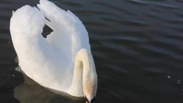 호수에서 수영하는 백조의우아 아름다운 연못에서 마시고 가족이지 — 비디오