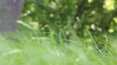 Güneşli bir günde, yaz parkındaki yeşil ağaçların bulanık arka planına karşı rüzgarda sallanan sulu taze yeşil çimenler. Düşük açı görüntüsü. Doğal bir manzara. Dünya Günü, Dünya Çevre Günü