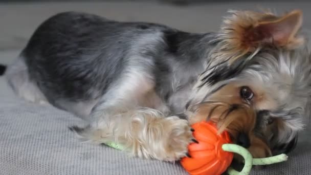 Söt Rolig Yorkshire Terrier Valp Liten Hund Leker Med Orange — Stockvideo