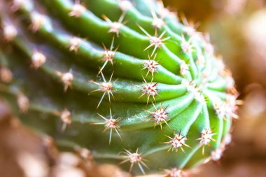 Güzel kaktüsler. Güneşli bir günde dikenli yeşil kaktüs kabuğu. Küçük sivri iğneli kaktüs dokusu. Egzotik bir kaktaceae ailesi. İçerideki lezzetli çöl saksısı bitkisi.