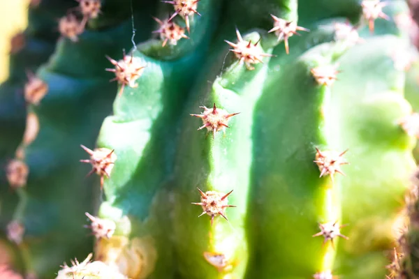 Indah Kuning Hijau Kasar Kaktus Kulit Dengan Duri Dekat Pada — Stok Foto