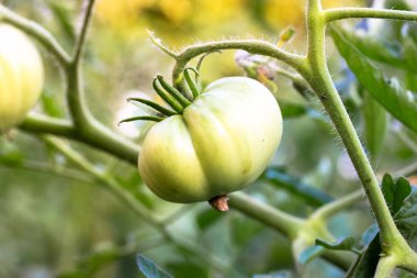 Yeşil, büyük bir domates sebze bahçesinin bahçesindeki bir yatakta olgunlaşıyor, serada. Yaprakların arasındaki dallarda yetişmemiş organik domatesler. Yaz hasadı. Tarım konsepti. Sebze çiftliği