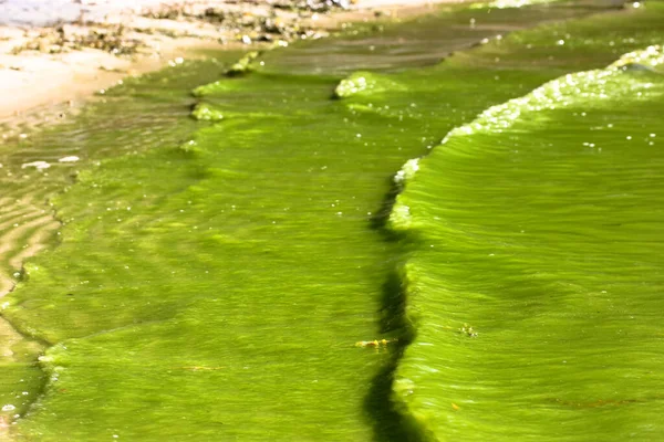 Fioritura Dell Acqua Fioritura Estate Clogging Acqua Sporca Problema Ambientale — Foto Stock