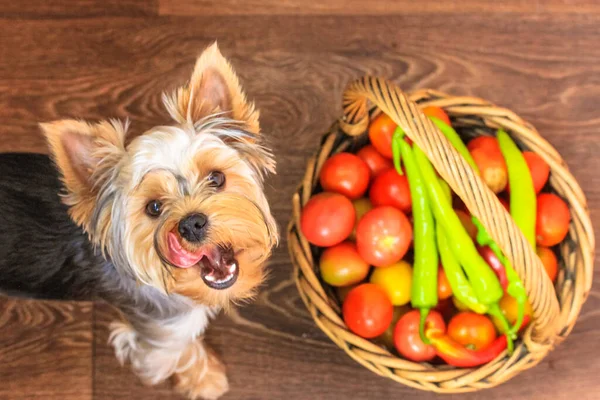 Yorkshire terrier licking himself standing by a wooden wicker basket of tomatoes and peppers. View from above. Seasonal vegetables, farmer\'s market. A shaggy long-haired funny dog looks up, tongue out