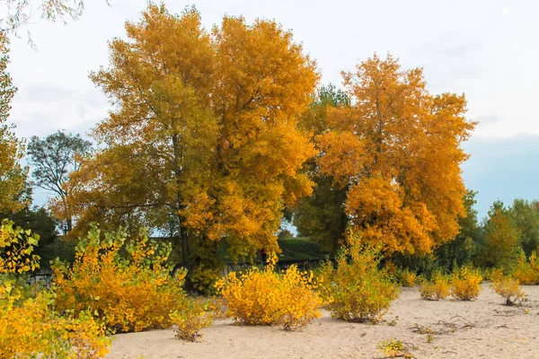 Playa Desierta Otoño Arenoso Ribera Del Río Cubierto Hierba Cañas — Foto de Stock