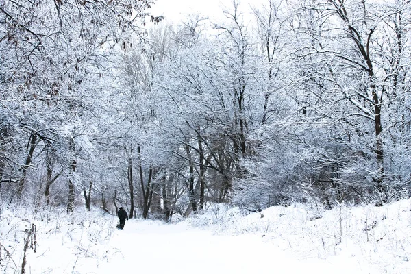 素晴らしい 美しい冬の森の風景 公園内の背の高い黒い木 白い雪で覆われた木製の丘 無人の荒野 寒い天気 1月の12月の屋外での霜の日 — ストック写真