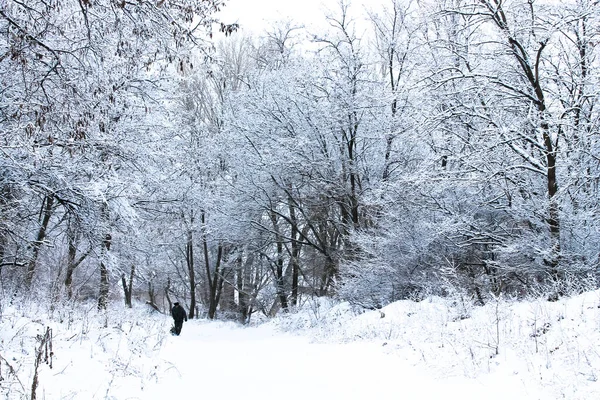 Maravilloso Hermoso Paisaje Bosque Invierno Árbol Negro Alto Parque Colinas — Foto de Stock