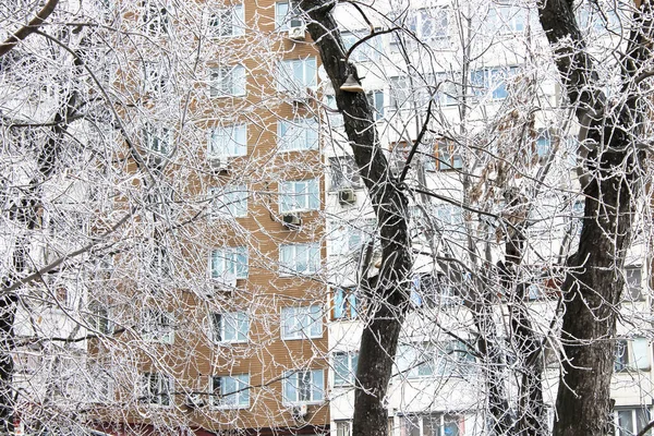 雪の降る冬の日に白い雪に覆われた裸の枝を持つ多階建ての木 アパートの窓 大きな都市 町の建物です 2月の12月 1月の霜の寒い日 — ストック写真