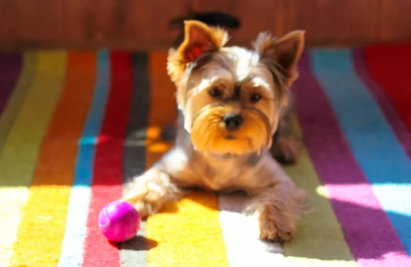 Uma Imagem Turva Engraçado Cão Yorkshire Terrier Marrom Brincando Com — Fotografia de Stock