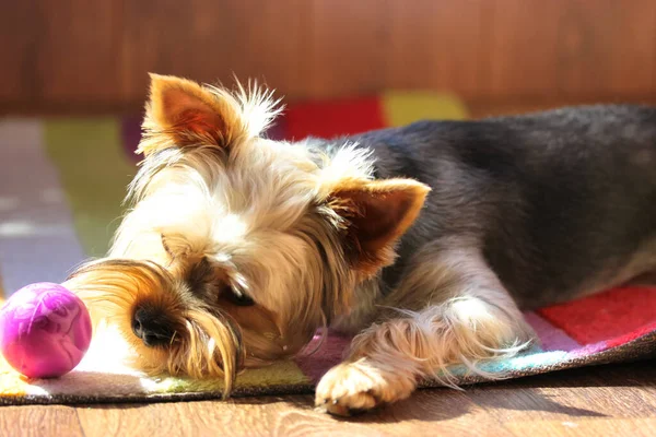 Funny Cute Brown Yorkshire Terrier Dog Playing Purple Ball Sunny — Stock Photo, Image