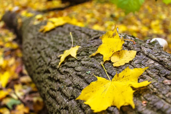 Klonowe Żółte Liście Leżące Upadłym Pniu Drzewa Tekstura Kory Jasny — Zdjęcie stockowe