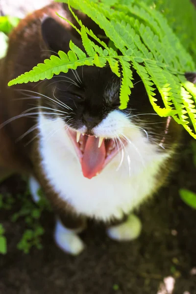 Μια Ασπρόμαυρη Αδέσποτη Γάτα Μακρύ Λευκό Μουστάκι Ανοιχτό Στόμα Και — Φωτογραφία Αρχείου