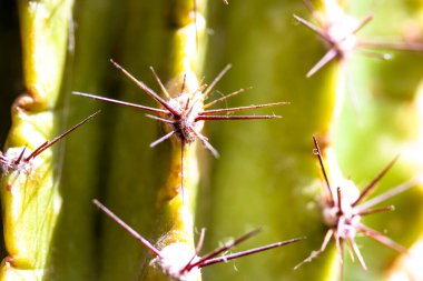 Sıcak gün ışığında bir kaktüsün keskin, uzun dikenli dikenleri. Yeşil-sarı kaktüsün dokusu, arka planı son derece yakından, makro çekim. Yeni Dünya 'nın tehlikeli çöl bitkileri. Sulu arkaplan. 