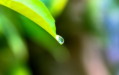 Limonlu yeşil yaprağın ucundaki çiğ damlası ya da sabah vakti portakallı çay ağacı bulanık arka planda. Evinde, yaz bahçesinde egzotik meyve ağaçları yetiştiriyor. Çay çiftliği. Boşluğu kopyala.