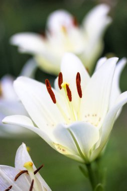 Beyaz bahçe zambakları, bulanık doğal yeşil arka planda çiçek açarlar. Yazın, ilkbaharda parkta çiçekler. Güzel çiçek arkaplanı. Narin yapraklar, tomurcuklar. Lilium bitkisi çiçekli duvar kağıdı