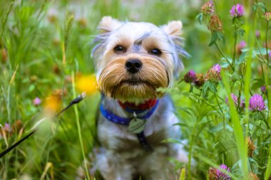 İlkbahar veya yaz aylarında çiçeklerin arasında çiçek açan tatlı bir Yorkshire Terrier köpeğinin portresi. Açık havada mutlu bir safkan köpek. Uzun saçlı, alerjik olmayan bir evcil köpek yavrusu. Köpek