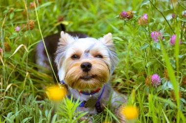 İlkbaharda ya da yaz aylarında çiçeklerin arasında çiçek açan tatlı gülümseyen Yorkshire Terrier köpeğinin portresi. Açık havada mutlu bir safkan köpek. Parktaki uzun saçlı evcil köpek yavrusu. Köpek teması.
