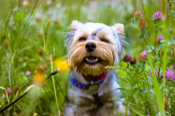 一只有趣的约克郡小狗 张开嘴在开着花的草地上咀嚼着草 有趣的毛茸茸的小狗在自然界中的黄色 粉红色的花之间 可爱的小狗 宠物狗 — 图库照片