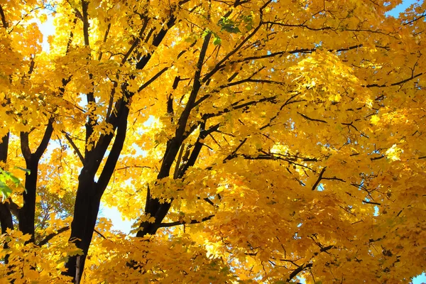 Високе Велике Старе Гіллясте Кленове Дерево Жовтим Листям Пишною Короною — стокове фото