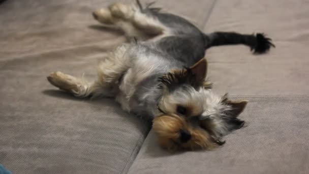 Sad Little Yorkshire Terrier Dog Lies Grey Sofa Looks Sadly — Stock Video